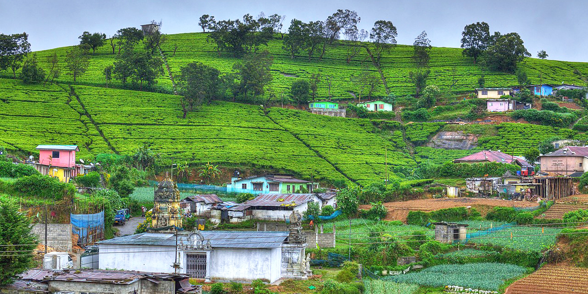 Nuwara Eliya Travel Guide